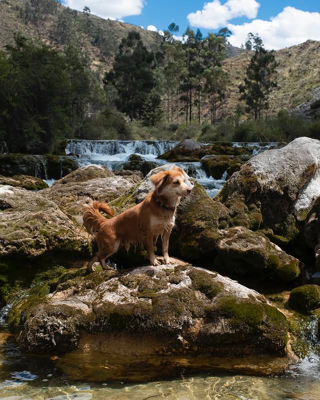 Perro disfrutando junto a las cascadas turquesas en Huancaya